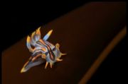 Nudibranche (Polycera quadrilineata) - F. Lechat