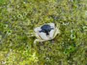 Crabe, ZSC anse de Goulven, Dunes de Keremma - Stéphane CHAUMONT - Stéphane CHAUMONT