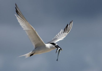 Sterne Caugek au retour de la pêche - Bretagne Vivante - Alexandra Rohr