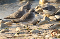 Bécasseau maubèche - Jérôme CARLIN