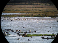 Groupe d'oiseaux et faucon pélerin - Nicolas DAVIAU