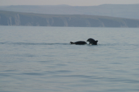 Bottlenose Dolphins - Annalisa Bianchessi - Annalisa Bianchessi