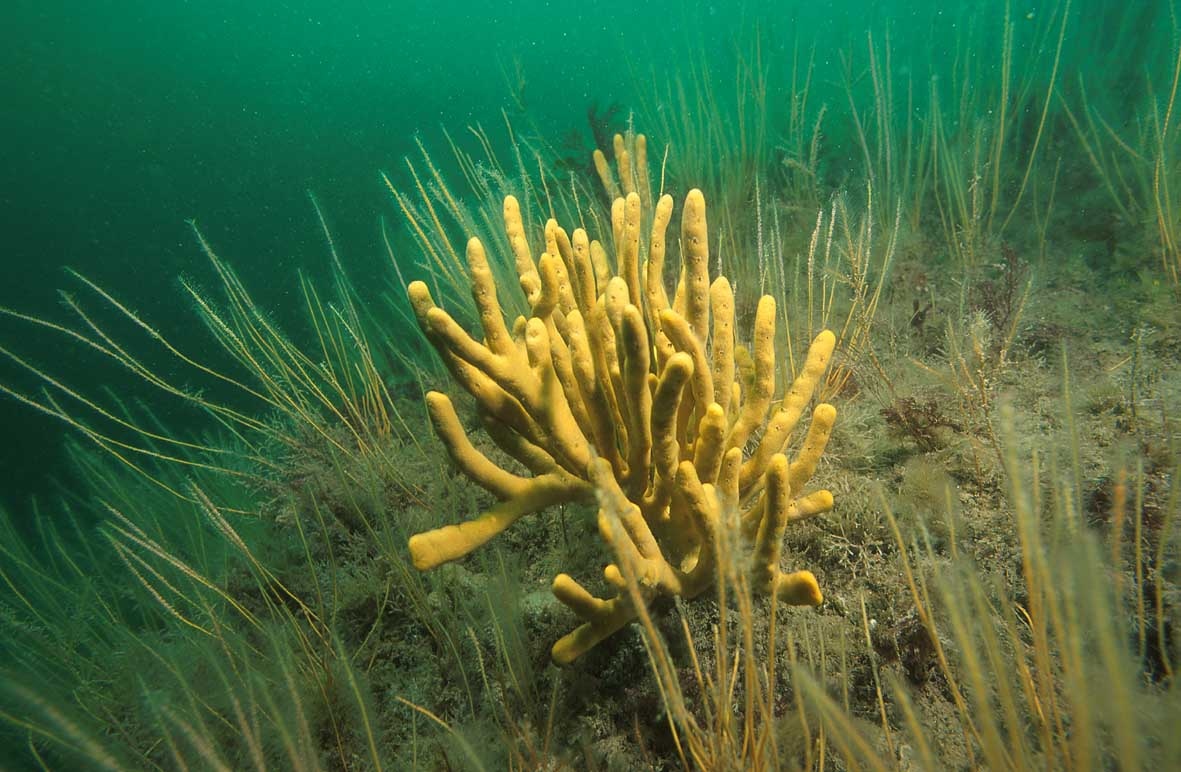 Sponge - Rohan Holt - Rohan Holt