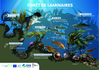 Illustrations pour communiquer sur les habitats marins