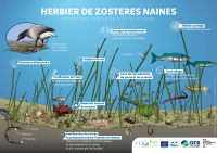 Illustrations pour communiquer sur les habitats marins
